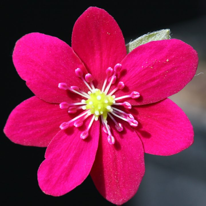Hepatica japonica var. magna No 17