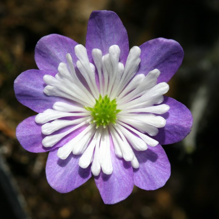 Hepatica japonica var. magna No 27
