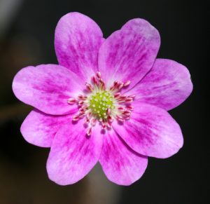 Hepatica japonica var. magna No 43