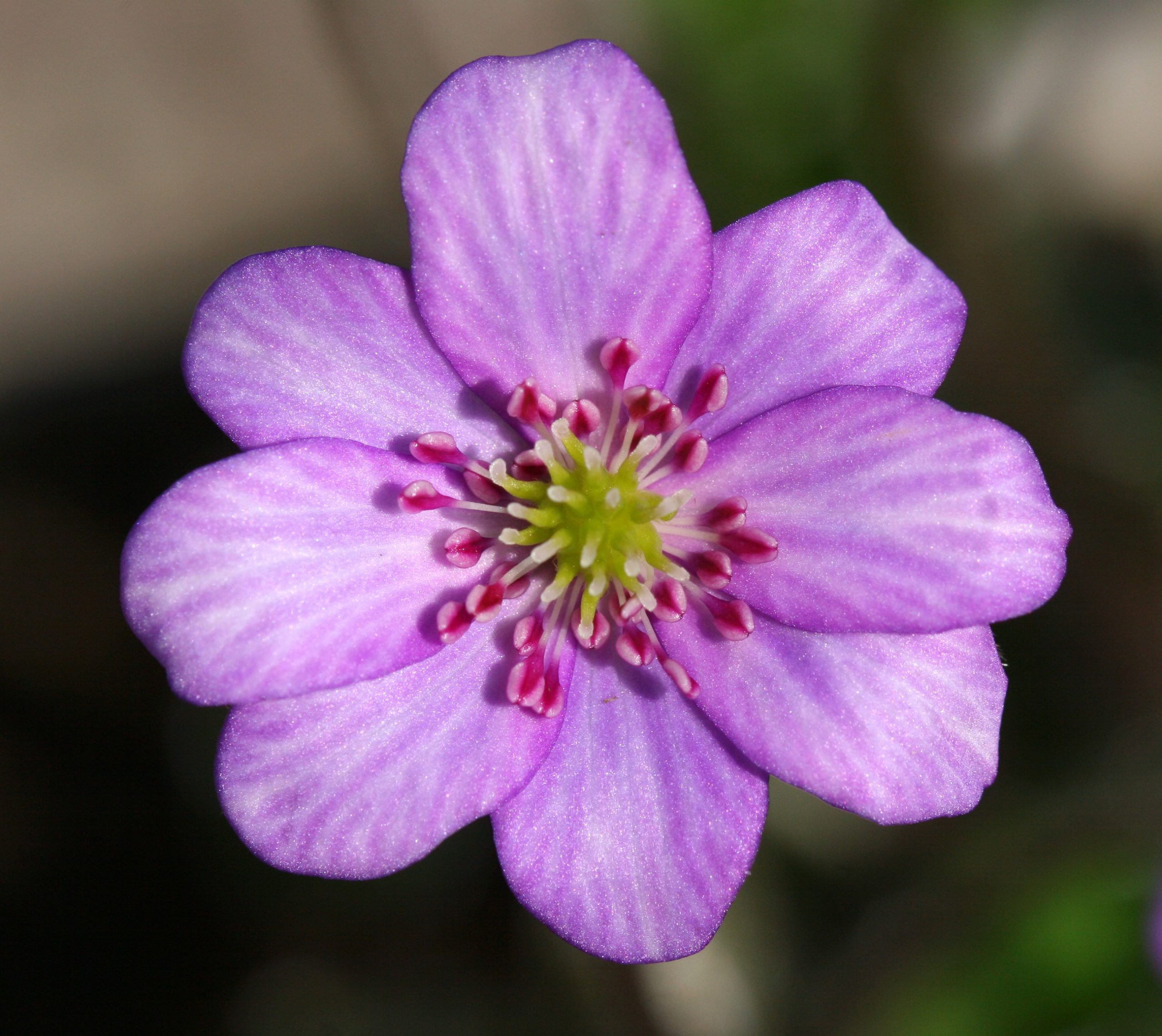 Hepatica japonica var. magna Purple Typ 11