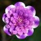 Hepatica japonica var. magna Roan