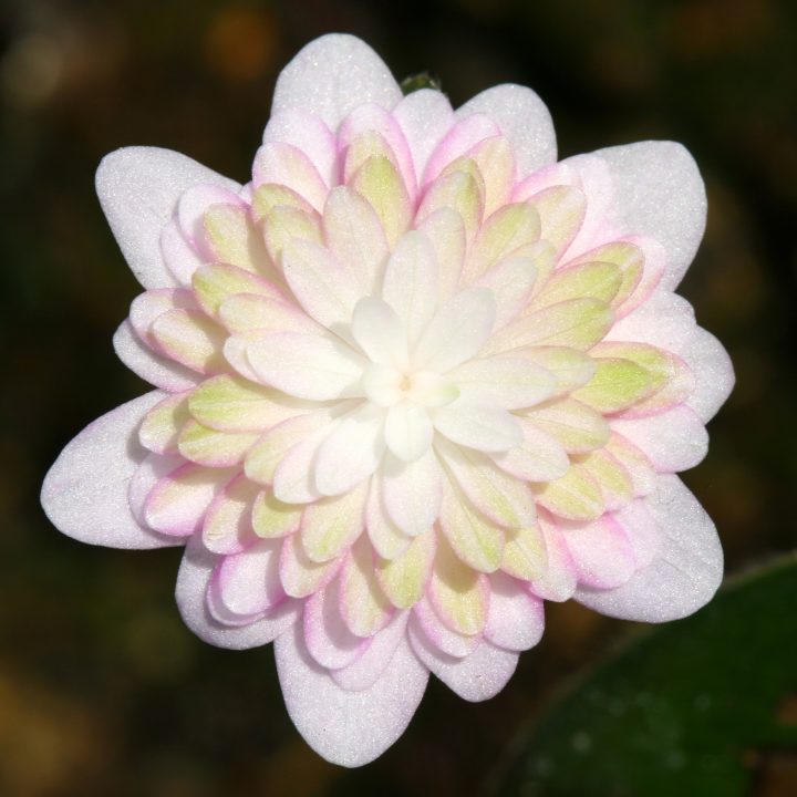 Hepatica japonica var. magna Yuuyake