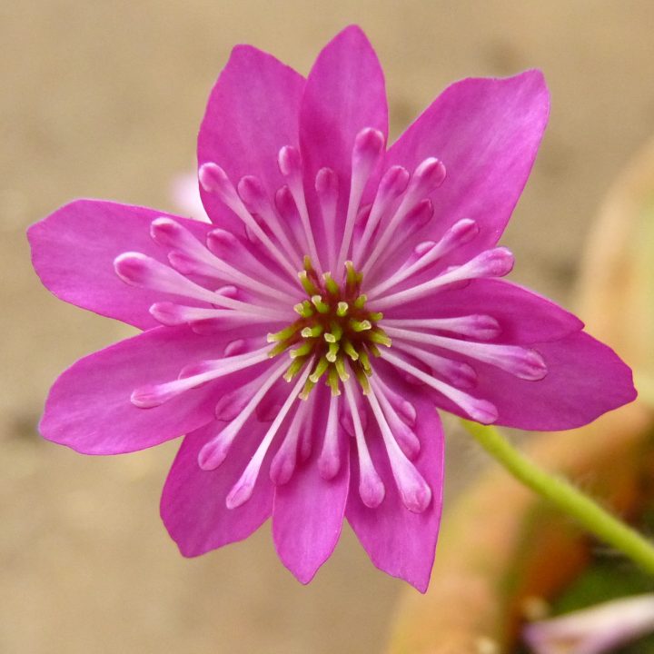 Hepatica japonica var. magna Amano No 8