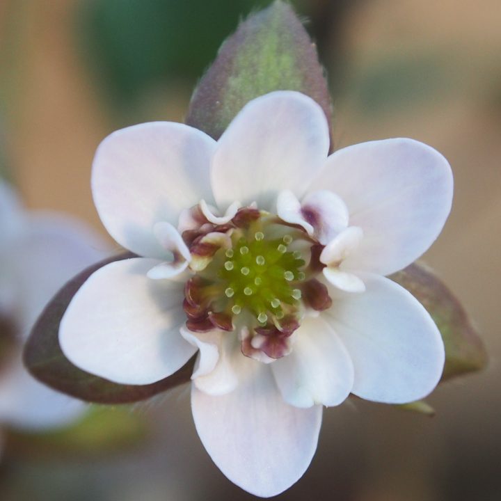 Hepatica japonica var. magna Bojyo