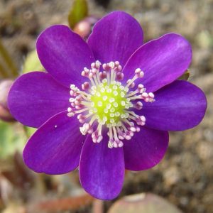 Hepatica japonica var. magna Black Blue JP