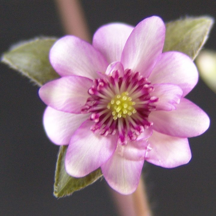 Hepatica japonica var. magna Amenooshihomimi JP
