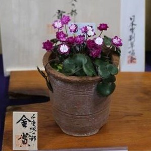 Hepatica japonica var. magna Yumegokochi