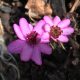 Hepatica japonica var. magna Akamushai