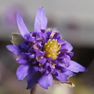 Erantha JP