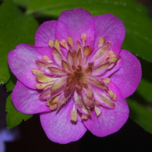 Oeland-rosa-gruene-Mitte-Fl-H