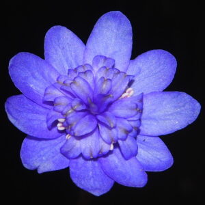 Pinwheel-JP
