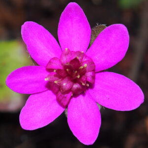 Roter-Korsa-JP