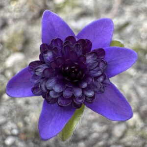 Blue Filled